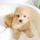 Thumbnail: MALTIPOO