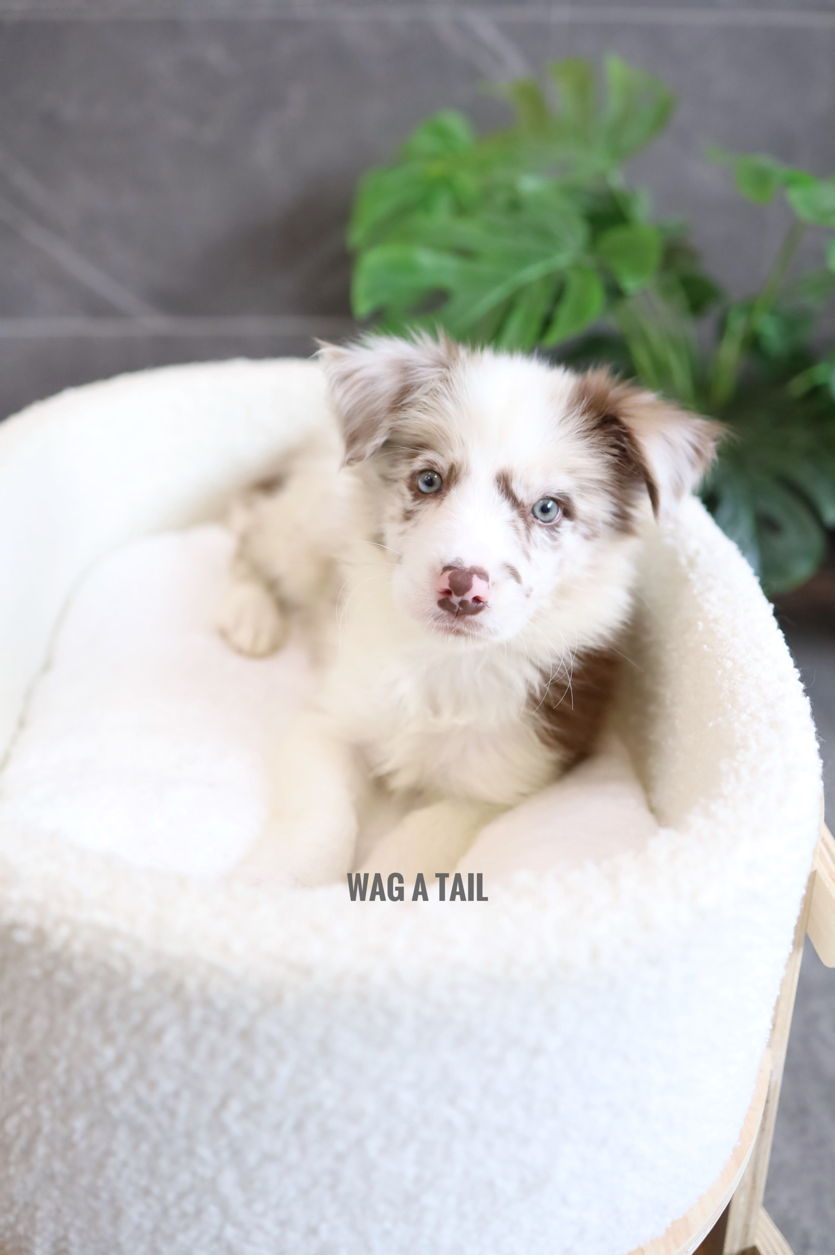 BORDER COLLIE - Australia Import