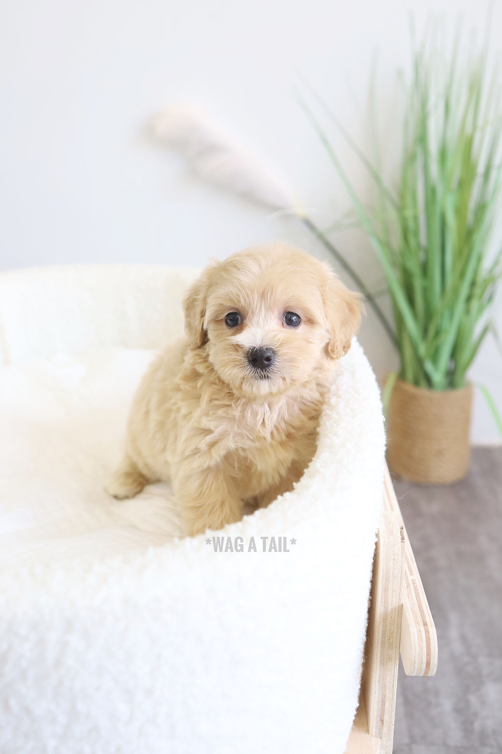 MALTIPOO