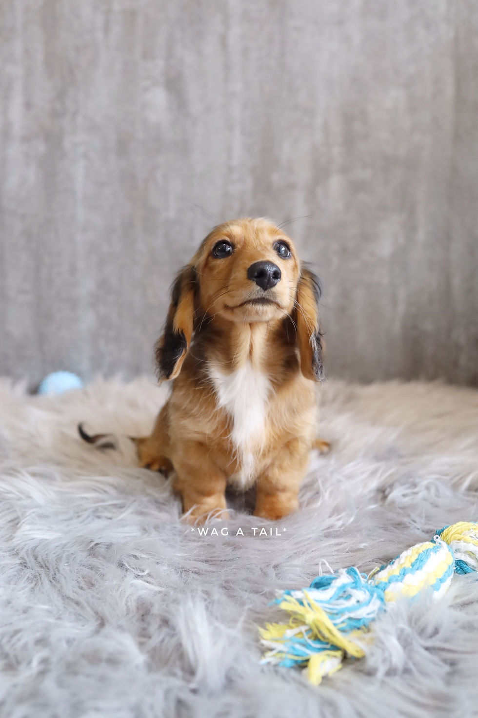 Thumbnail: MINI DACHSHUND - Australia Import
