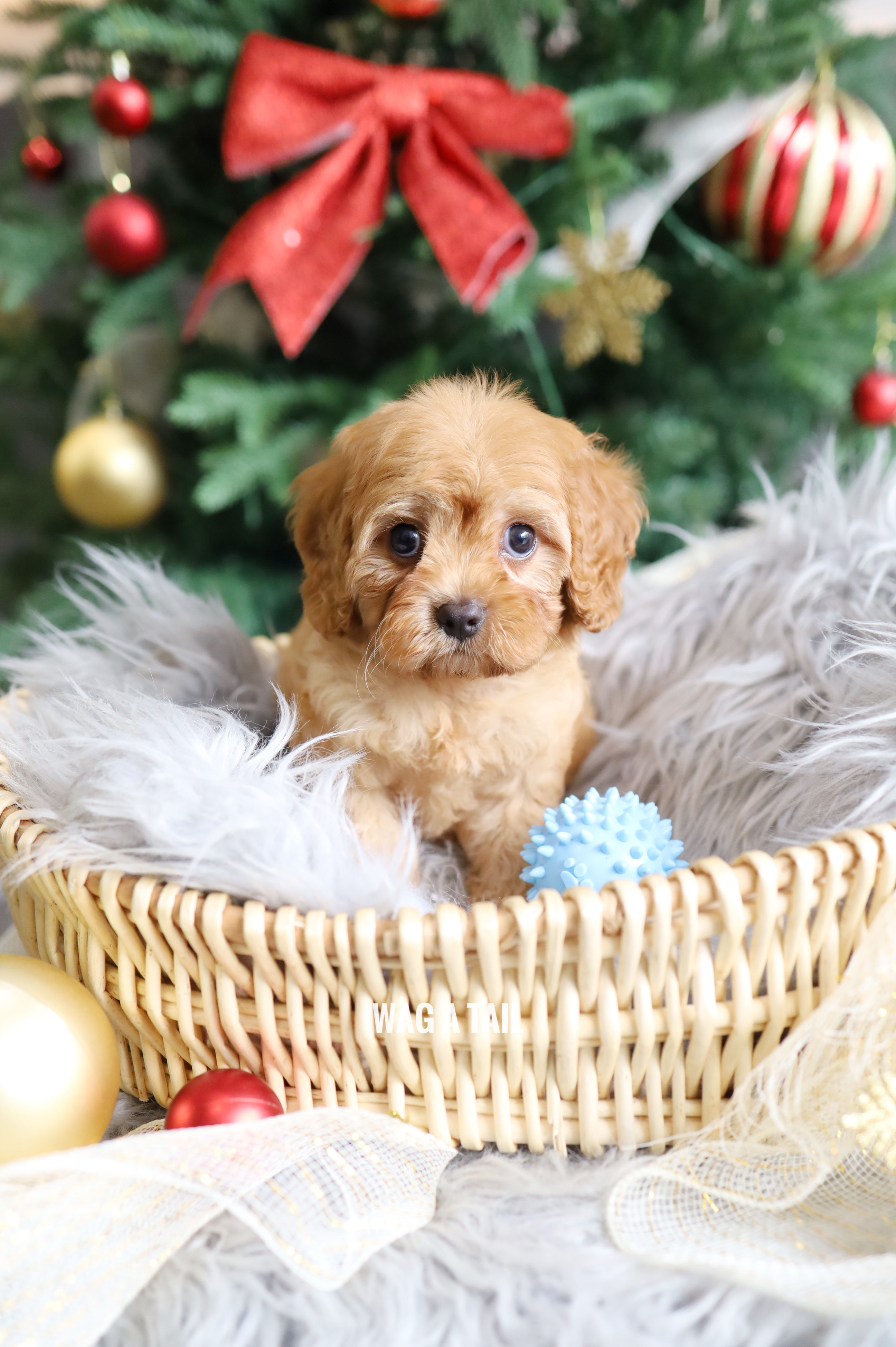 CAVAPOO - Australia Import