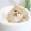 Thumbnail: MINI POMERANIAN