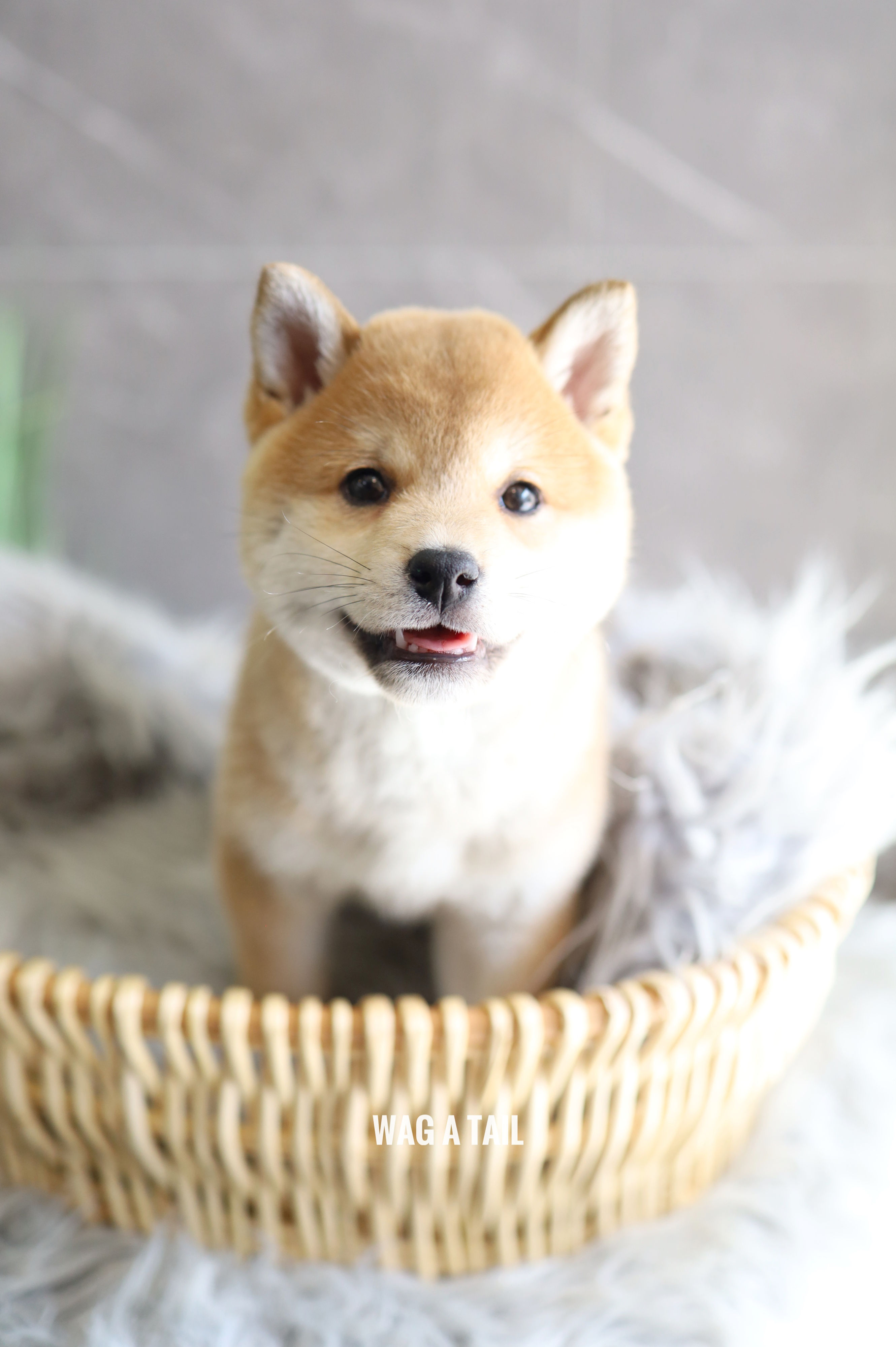 SHIBA INU - UNITED KINGDOM Import
