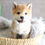 Thumbnail: SHIBA INU - UNITED KINGDOM Import