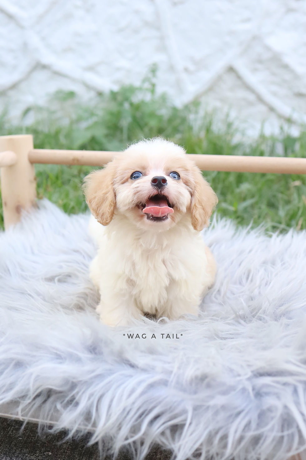 Thumbnail: CAVAPOO