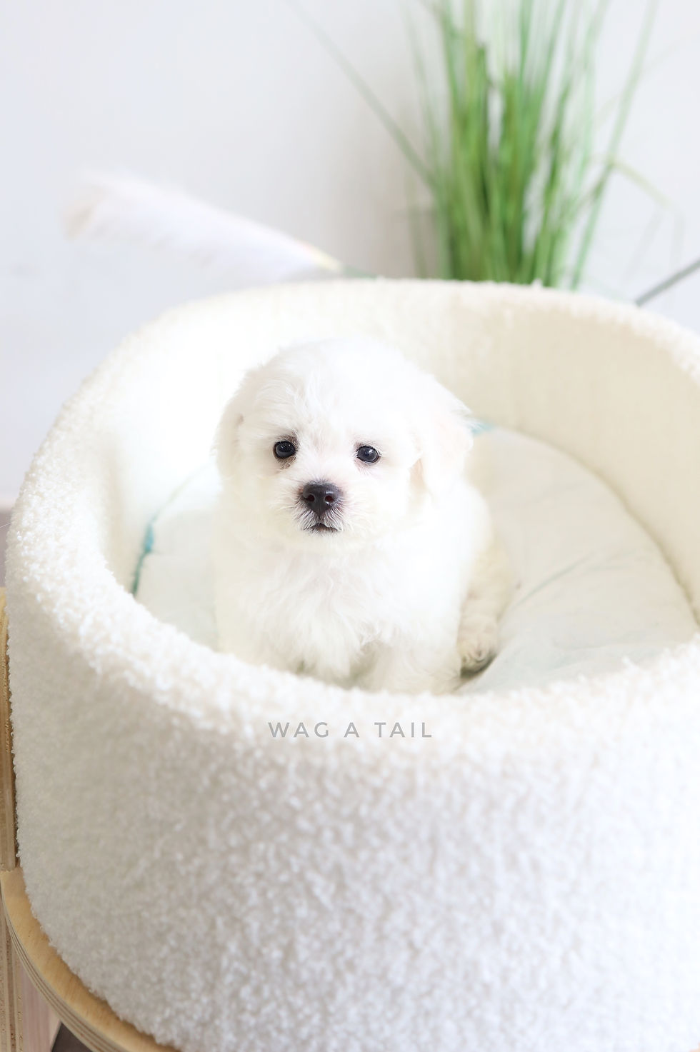 Thumbnail: BICHON FRISE