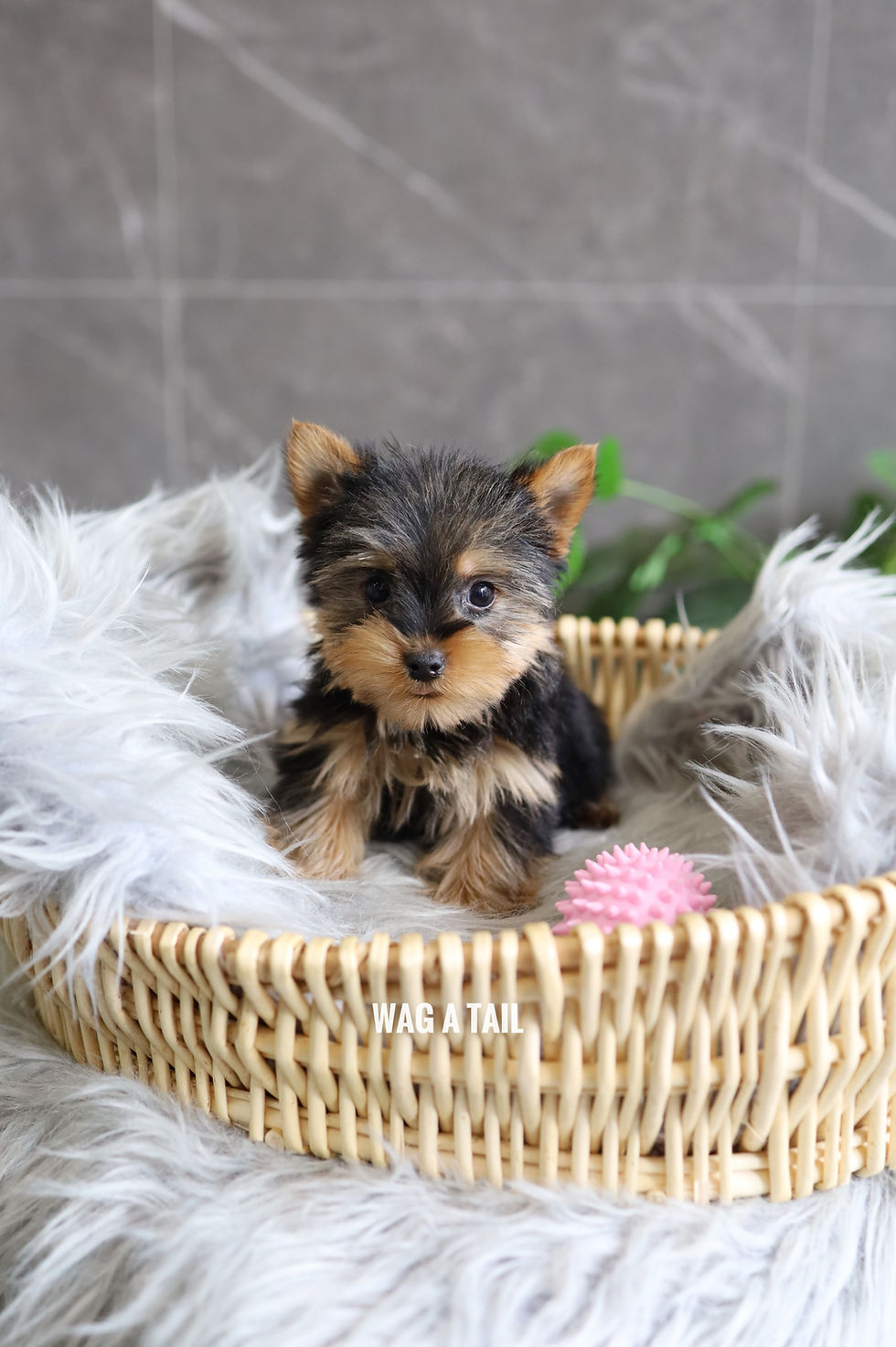 Thumbnail: YORKSHIRE TERRIER - UK Import