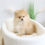 Thumbnail: MINI POMERANIAN