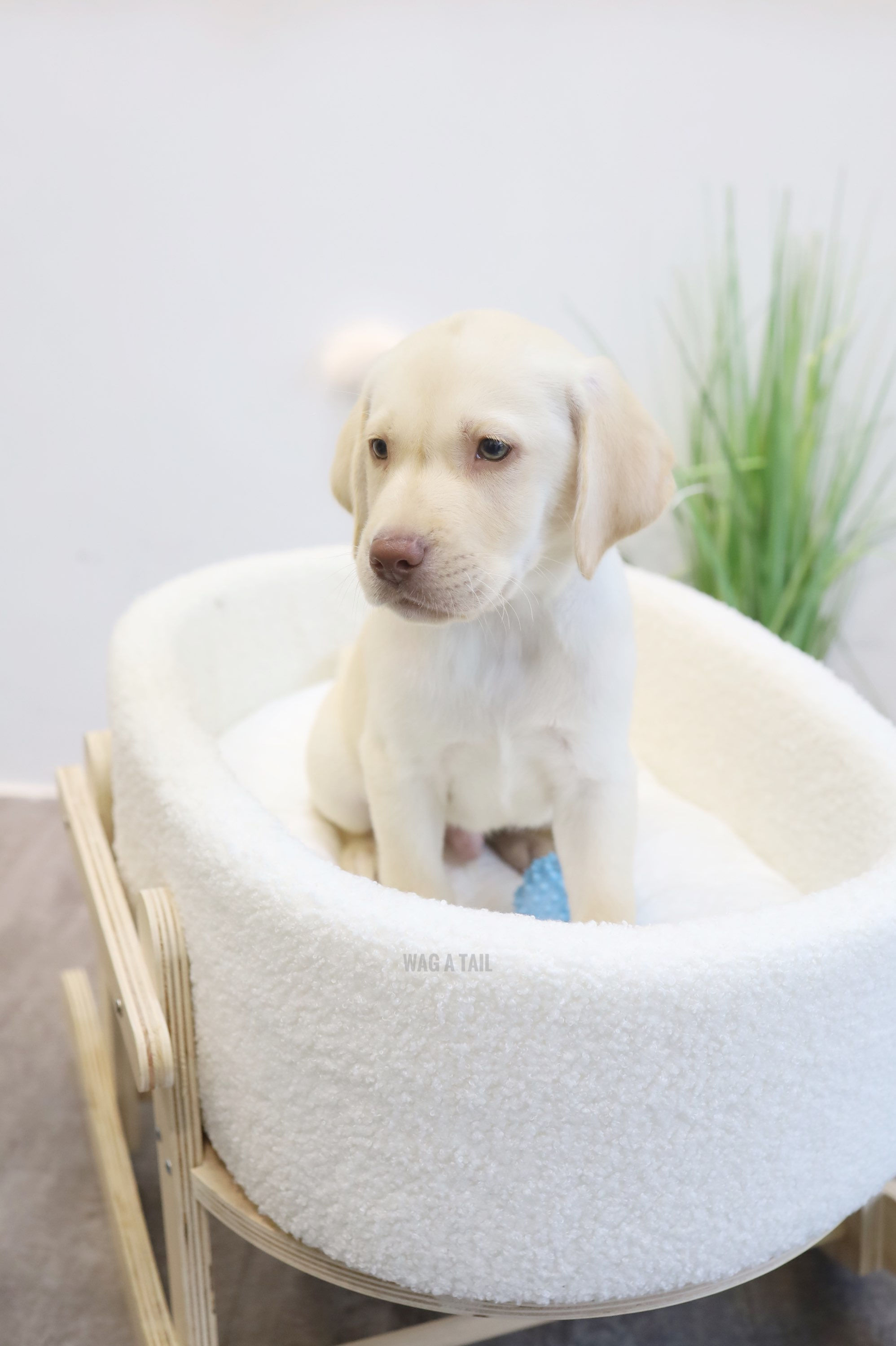 LABRADOR RETRIEVER - Australia Import