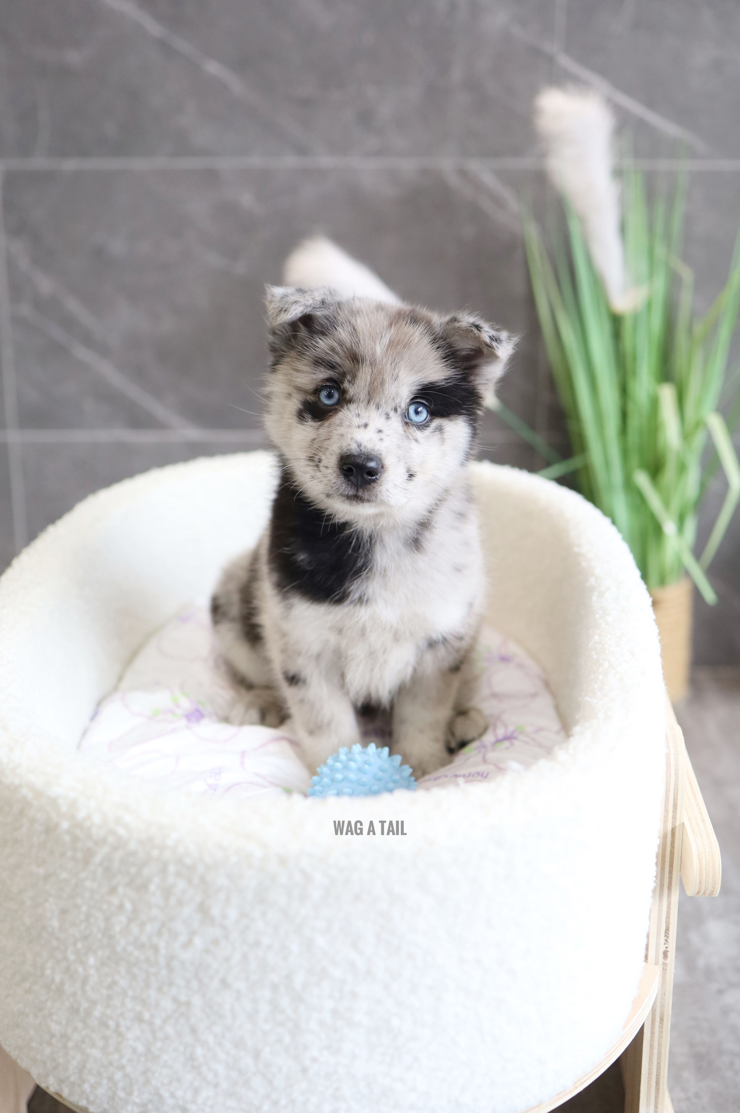 CHOWPOMSKY - UK IMPORT