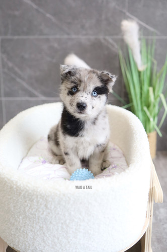 P.celso oc pup ① file.jpg