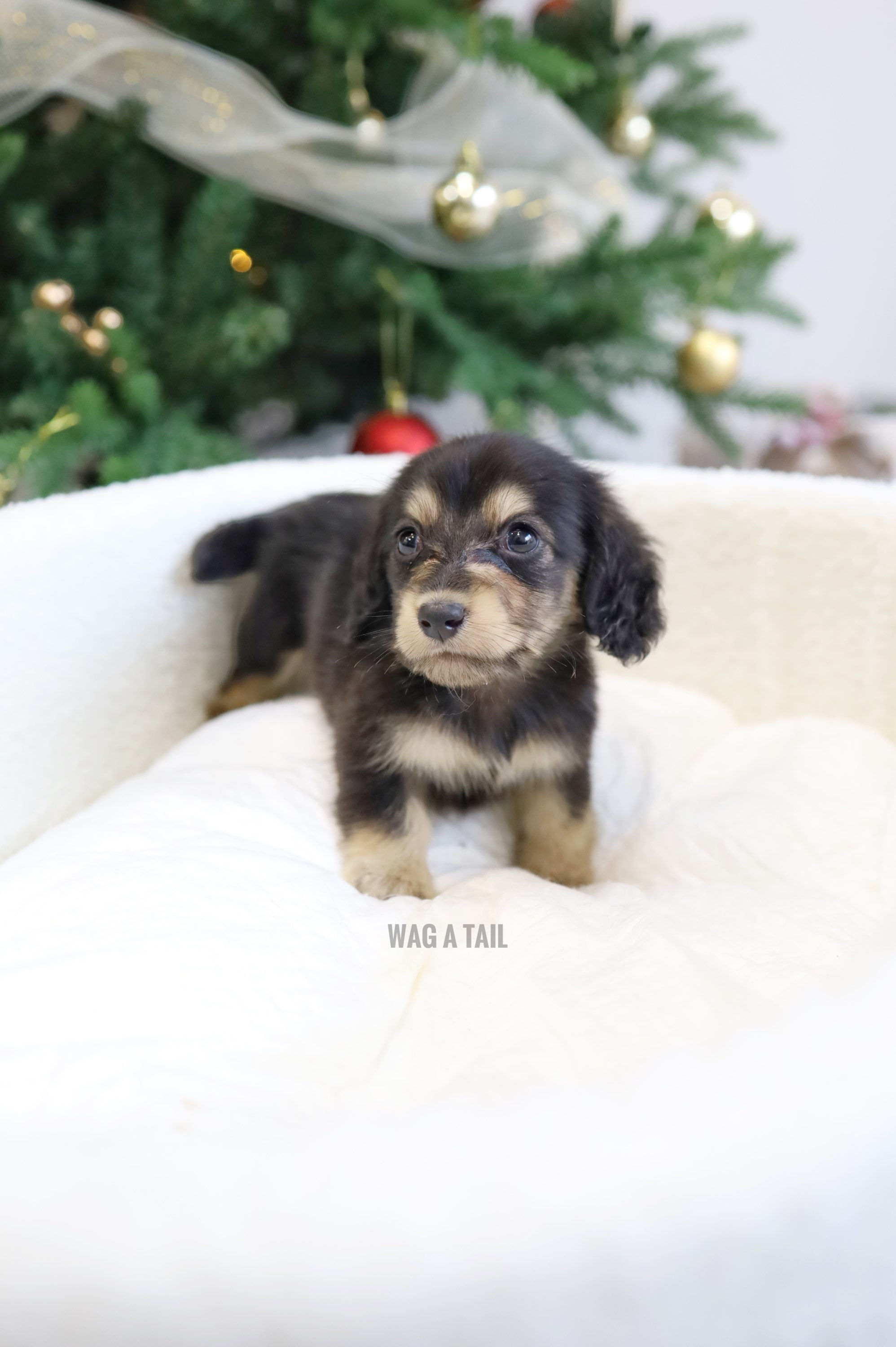 MINI DACHSHUND - LONG COAT