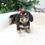Thumbnail: MINI DACHSHUND - LONG COAT