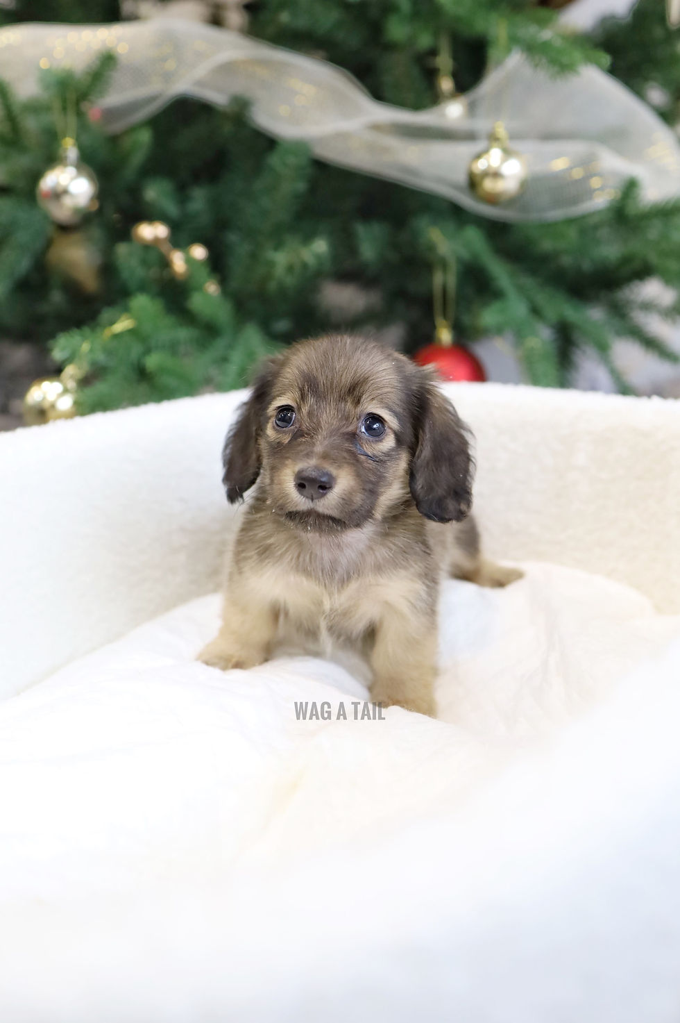Thumbnail: MINI DACHSHUND - LONG COAT