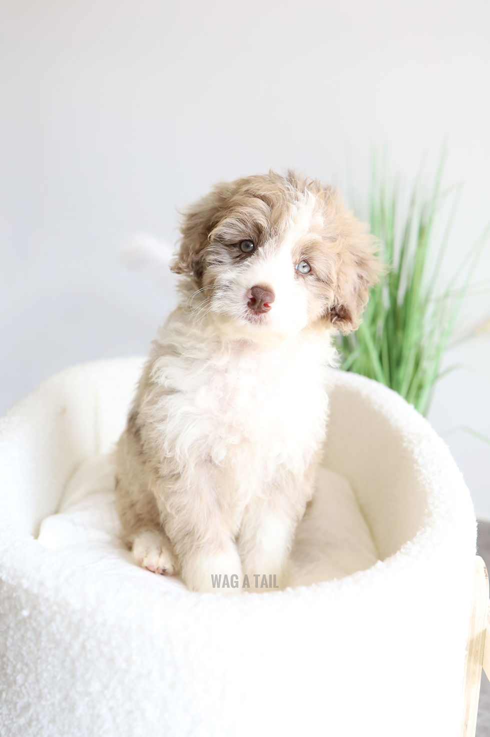Thumbnail: MINI BORDOODLE - Australia Import