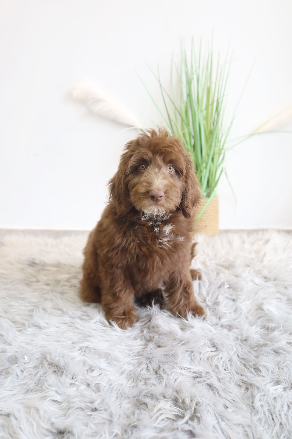 MINI BORDOODLE - Australia Import