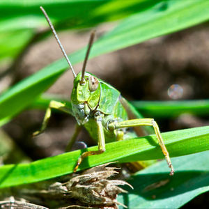 Crickets, Beetles & Grasshoppers