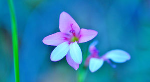 MPH_5941