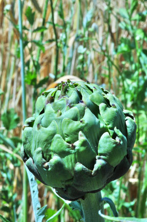MPH_5849