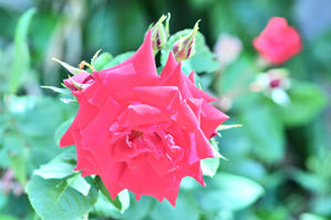 MPH_5860