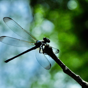 Demoiselle Flies
