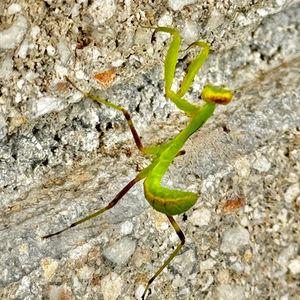 Praying Mantis