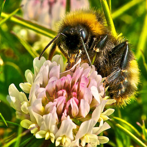 Bees, Wasps, and Hornets