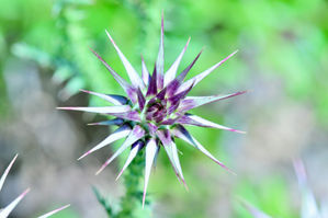 MPH_5828