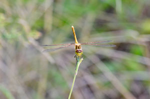 DSC_6083 (1)