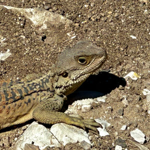 Lizards 