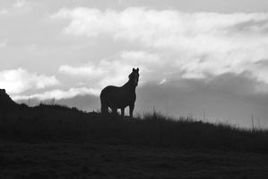 DSC_0775 2.JPEG