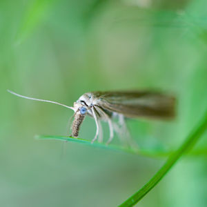 Grass Moth