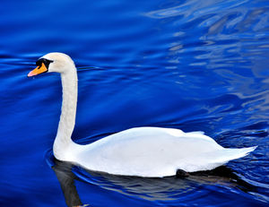 DSC_6253 (1)