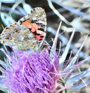 Painted Lady