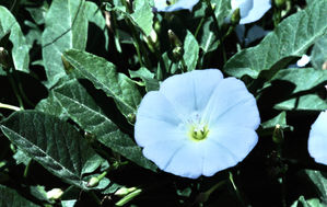 MPH_5846