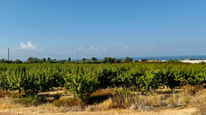 IMG_9473 (1)