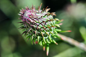 MPH_6121
