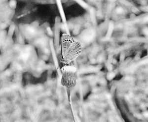 MPH_5982