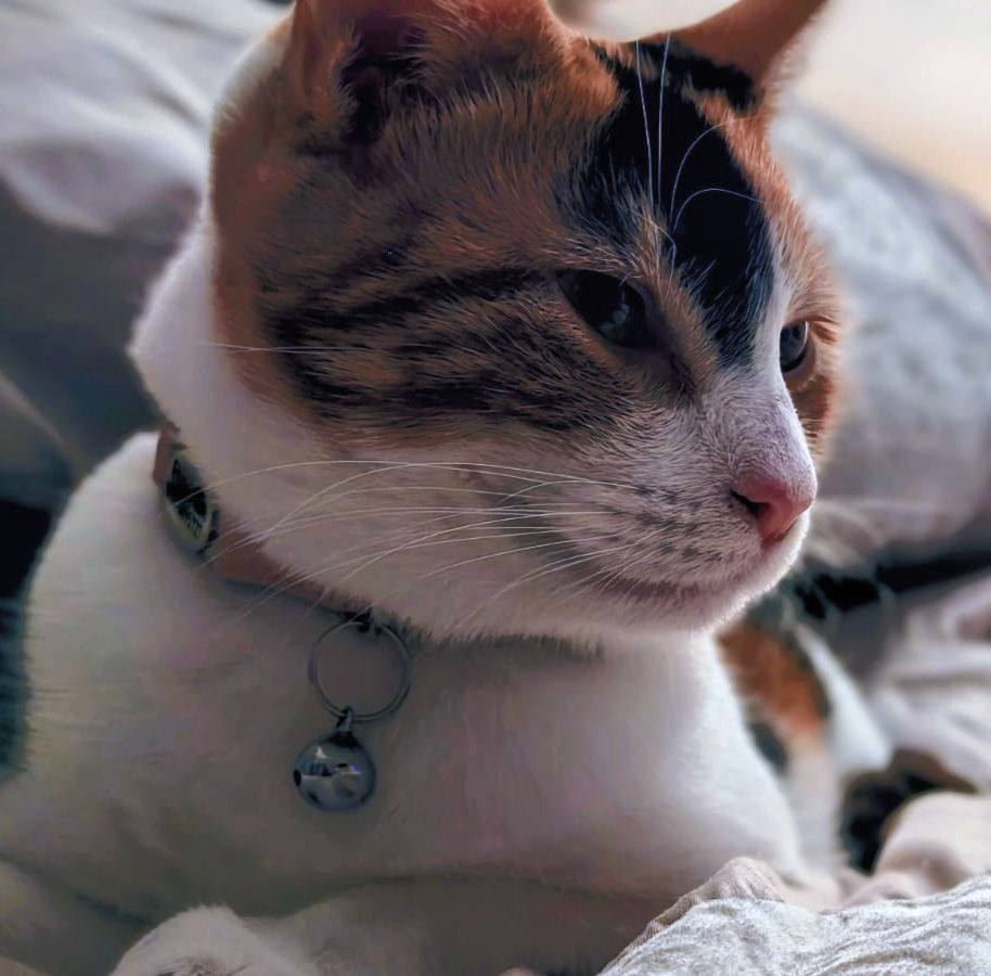 Calico cat with a bell collar