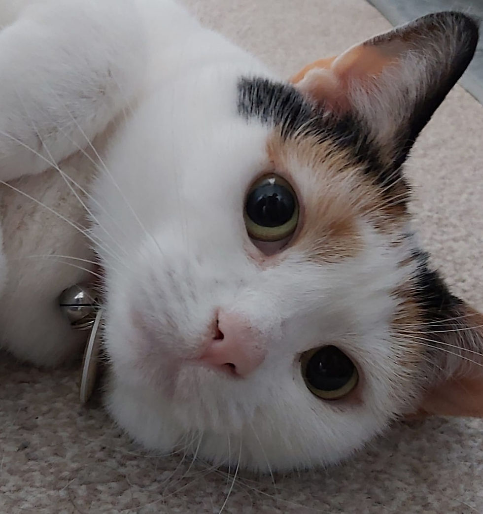 Calico cat lying down, large dark eyes and bell collar