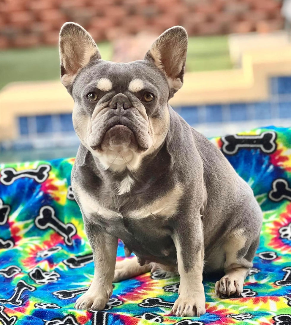 Airlines That Allow Dogs in The Cabin