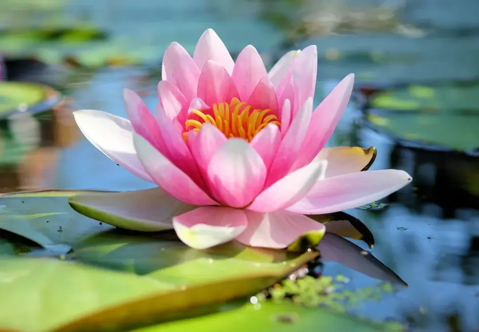 lotus.webp