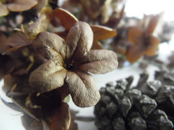 point of focus