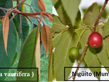 MADRE... ¿ CÓMO SE LLAMAN ESTOS ARBOLES?