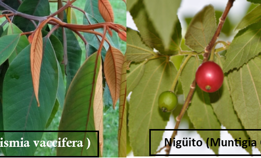 MADRE... ¿ CÓMO SE LLAMAN ESTOS ARBOLES?