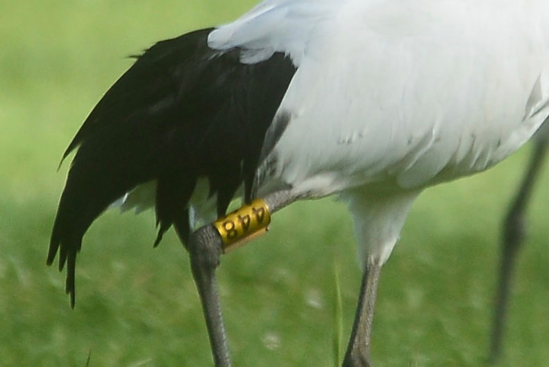 ree
