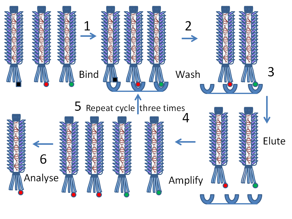 Phage_display_protocol