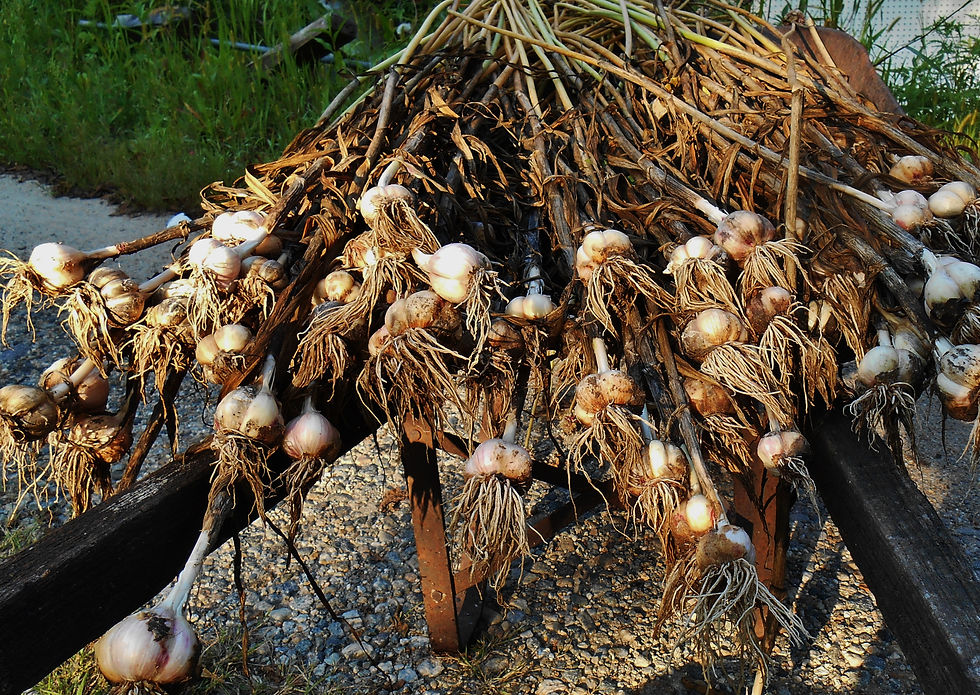 garlic 2014.JPG
