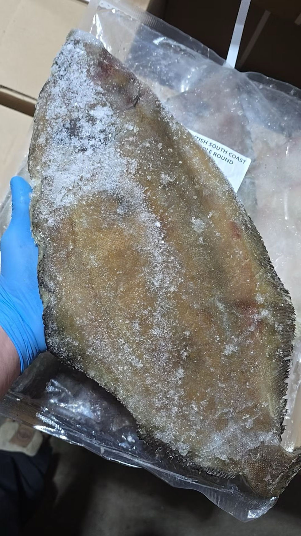 Thumbnail: 英國多佛龍利魚3條（Dover Sole Round）NYY9170090