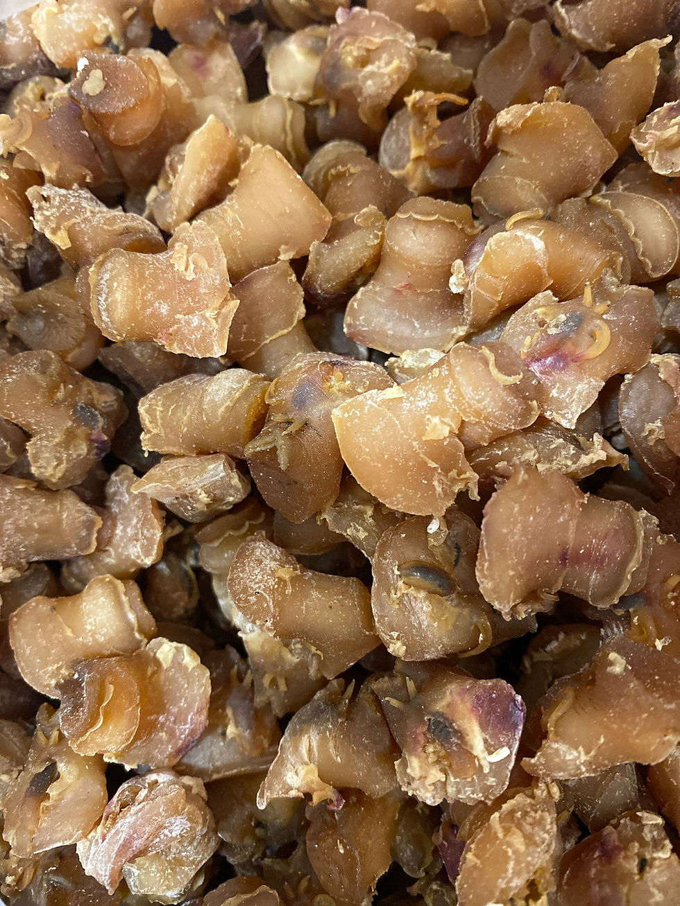 正宗法國大螺頭